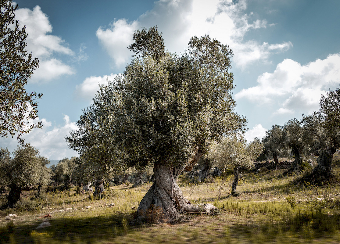 OLIVE TREES MALLORCA