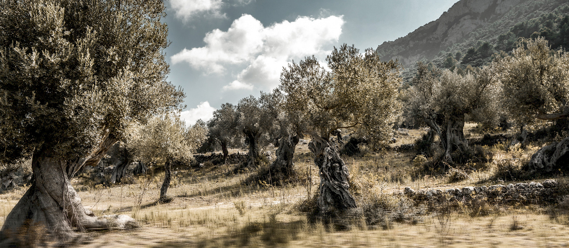 OLIVE TREES