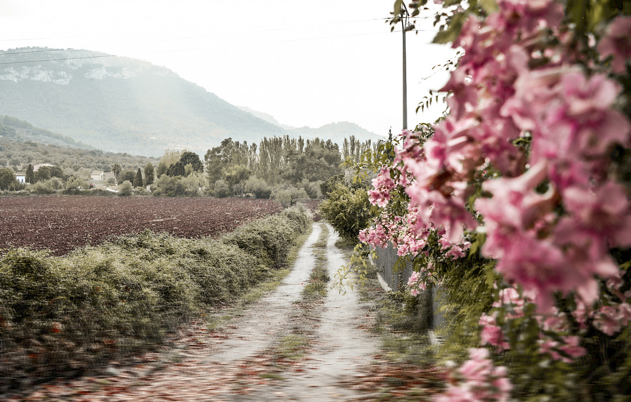 VALDEMOSSA LANDSCAPE